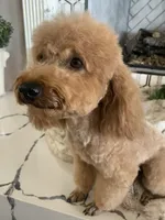 AKC CH Thunder Blaze, a male Poodle - Toy  for sale in Gilbert, AZ – 4 of 6