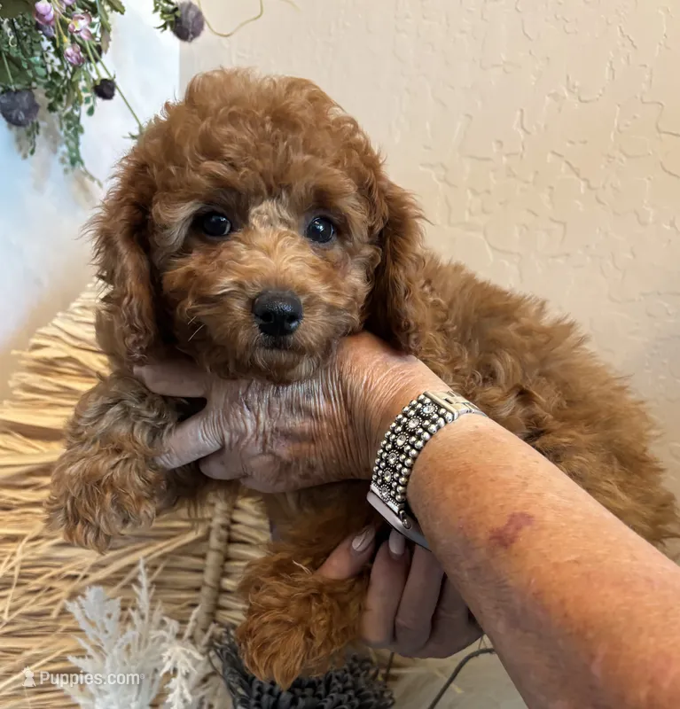 AKC CH Sage – Poodle - Toy , Poodle - Miniature  puppy for sale in Gilbert, AZ