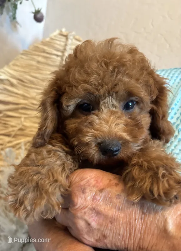 AKC CH Willow – Poodle - Toy , Poodle - Miniature  puppy for sale in Gilbert, AZ