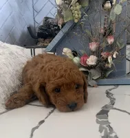 AKC CH Willow, a male Poodle - Toy  and Poodle - Miniature  for sale in Gilbert, AZ – 3 of 6
