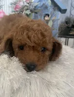 AKC CH Willow, a male Poodle - Toy  and Poodle - Miniature  for sale in Gilbert, AZ – 2 of 6