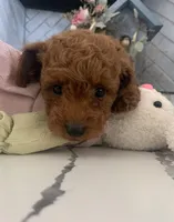 AKC CH Willow, a male Poodle - Toy  and Poodle - Miniature  for sale in Gilbert, AZ – 4 of 6