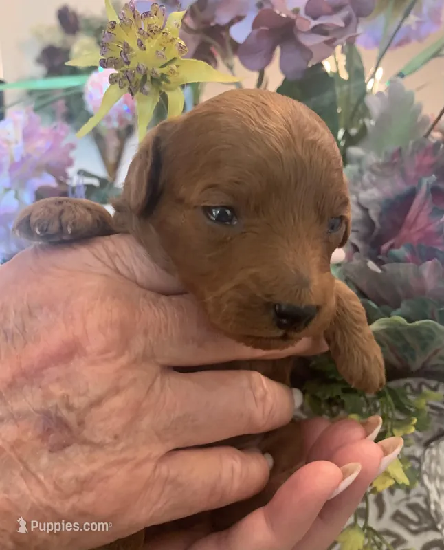 AKC CH Willow – Poodle - Toy  puppy for sale in Gilbert, AZ