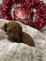 Mocha, a male Poodle - Toy  for sale in Gilbert, AZ – Photo 1 of 3