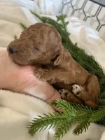 Mocha, a male Poodle - Toy  for sale in Gilbert, AZ – Photo 2 of 3