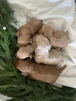 AKC CH Truffle, a male Poodle - Toy  and Poodle - Miniature  for sale in Gilbert, AZ – 5 of 5