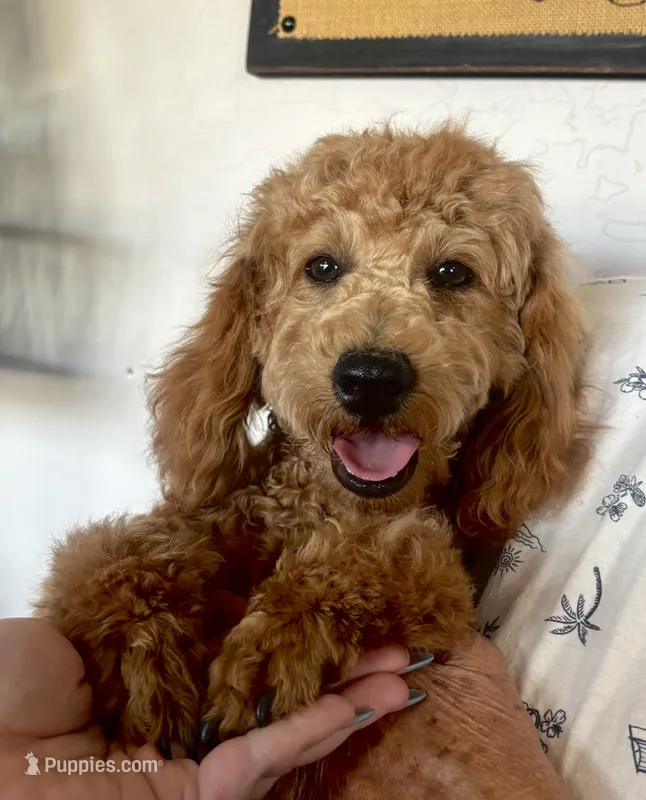 AKC CH Truffle – Poodle - Miniature  puppy for sale in Gilbert, AZ
