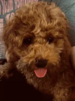 AKC CH Sage, a male Poodle - Toy  and Poodle - Miniature  for sale in Gilbert, AZ – 2 of 8