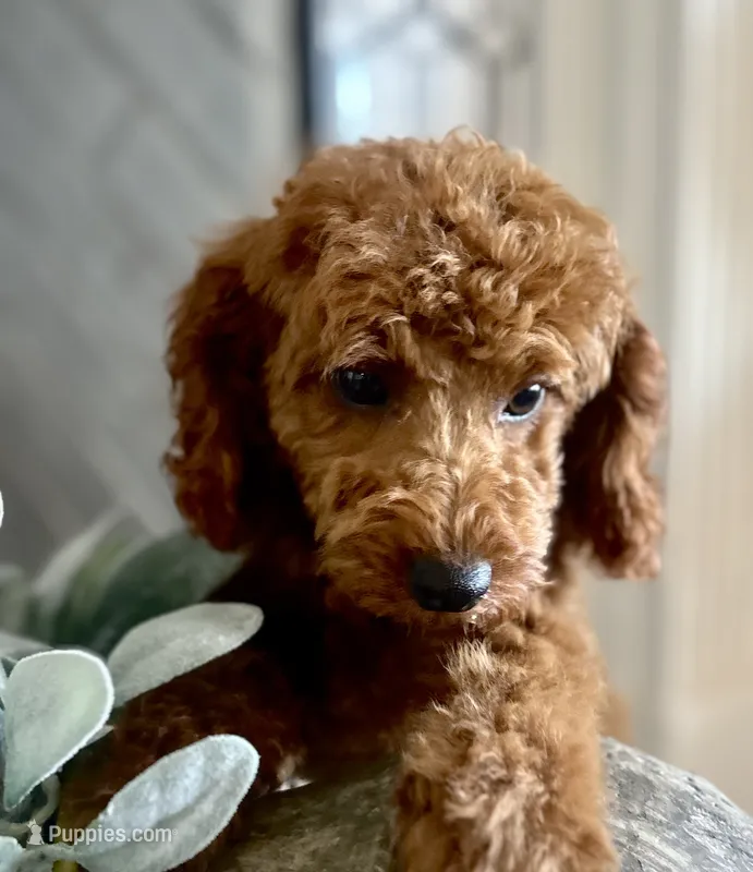 AKC CH Sage – Poodle - Toy , Poodle - Miniature  puppy for sale in Gilbert, AZ