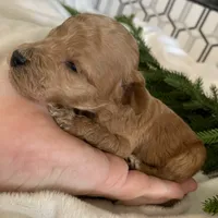 Snickers, a male Poodle - Miniature  for sale in Gilbert, AZ – Photo 3 of 4