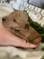 Snickers, a male Poodle - Toy  for sale in Gilbert, AZ – Photo 2 of 3