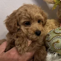 Snickers, a male Poodle - Miniature  for sale in Gilbert, AZ – Photo 1 of 4
