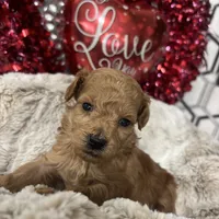 Snickers, a male Poodle - Miniature  for sale in Gilbert, AZ – Photo 2 of 4