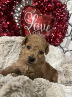 Snickers, a male Poodle - Toy  for sale in Gilbert, AZ – Photo 1 of 3