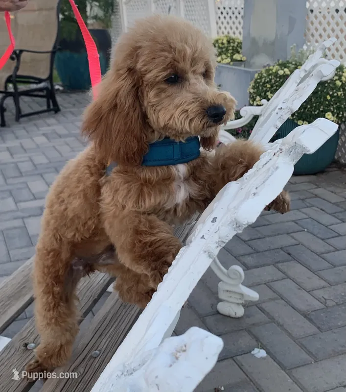 AKC CH Latte – Poodle - Toy , Poodle - Miniature  puppy for sale in Gilbert, AZ