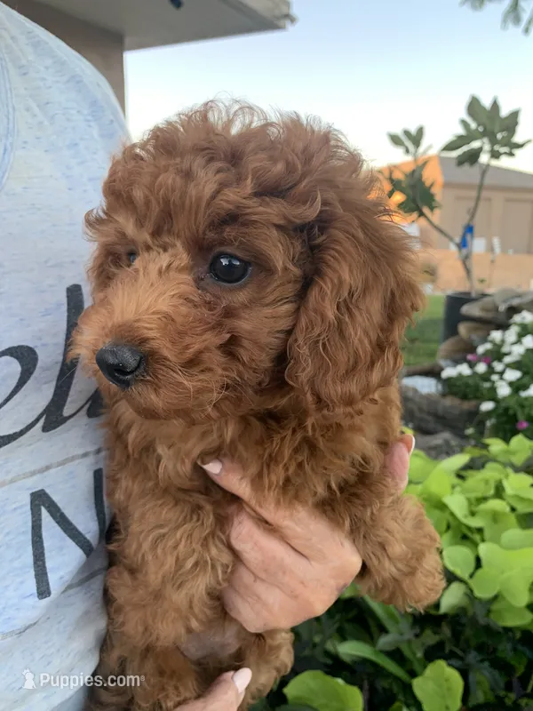 AKC CH Sage – Poodle - Toy , Poodle - Miniature  puppy for sale in Gilbert, AZ
