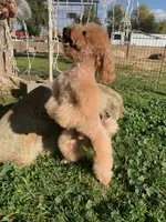 AKC CH Thunder Blaze, a male Poodle - Toy  for sale in Gilbert, AZ – 6 of 6
