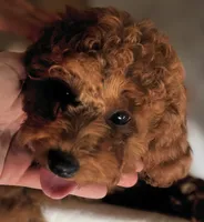 AKC CH Willow, a male Poodle - Toy  and Poodle - Miniature  for sale in Gilbert, AZ – 1 of 8