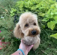 AKC CH Thunder Blaze, a male Poodle - Toy  for sale in Gilbert, AZ – 2 of 6