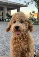 AKC CH Snickers, a male Poodle - Miniature  for sale in Gilbert, AZ – 1 of 5