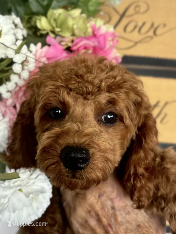 AKC CH Sage – Poodle - Toy , Poodle - Miniature  puppy for sale in Gilbert, AZ