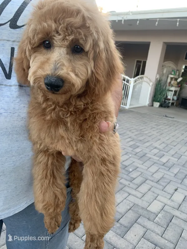 AKC CH Truffle – Poodle - Toy , Poodle - Miniature  puppy for sale in Gilbert, AZ