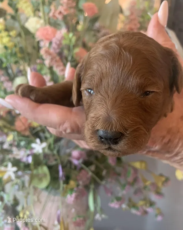 AKC CH Sage – Poodle - Miniature  puppy for sale in Gilbert, AZ