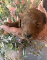 AKC CH Sage, a male Poodle - Miniature  for sale in Gilbert, AZ – Photo 1 of 2