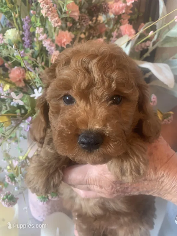 AKC CH Sage – Poodle - Toy , Poodle - Miniature  puppy for sale in Gilbert, AZ