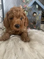 AKC CH Sage, a male Poodle - Toy  and Poodle - Miniature  for sale in Gilbert, AZ – 3 of 6