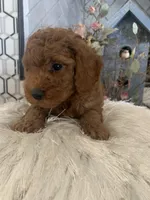 AKC CH Sage, a male Poodle - Toy  and Poodle - Miniature  for sale in Gilbert, AZ – 4 of 6