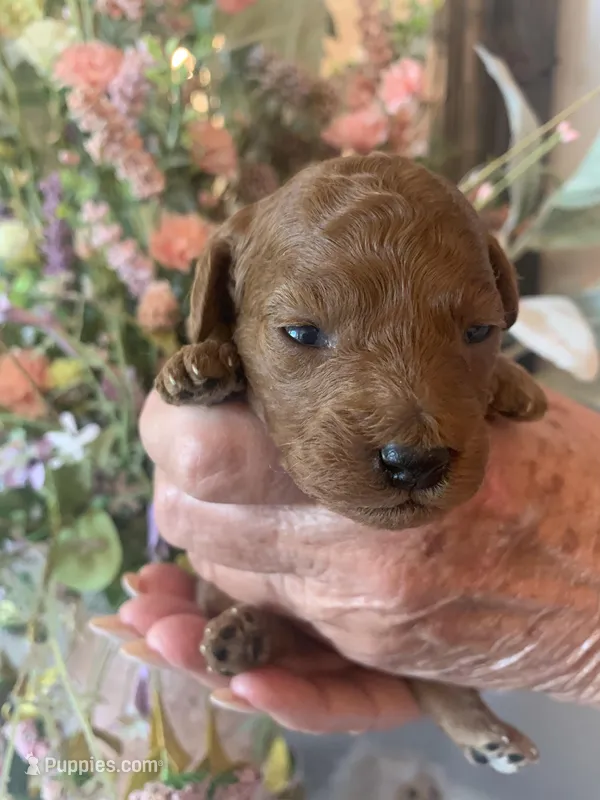 AKC CH Magnolia – Poodle - Toy  puppy for sale in Gilbert, AZ