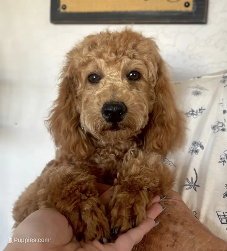 AKC CH Truffle – Poodle - Miniature  puppy for sale in Gilbert, AZ