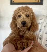AKC CH Truffle, a male Poodle - Miniature  for sale in Gilbert, AZ – 1 of 4
