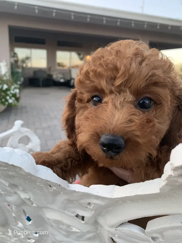 AKC CH Willow – Poodle - Toy , Poodle - Miniature  puppy for sale in Gilbert, AZ