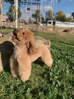 AKC CH Thunder Blaze, a male Poodle - Toy  for sale in Gilbert, AZ – 5 of 6
