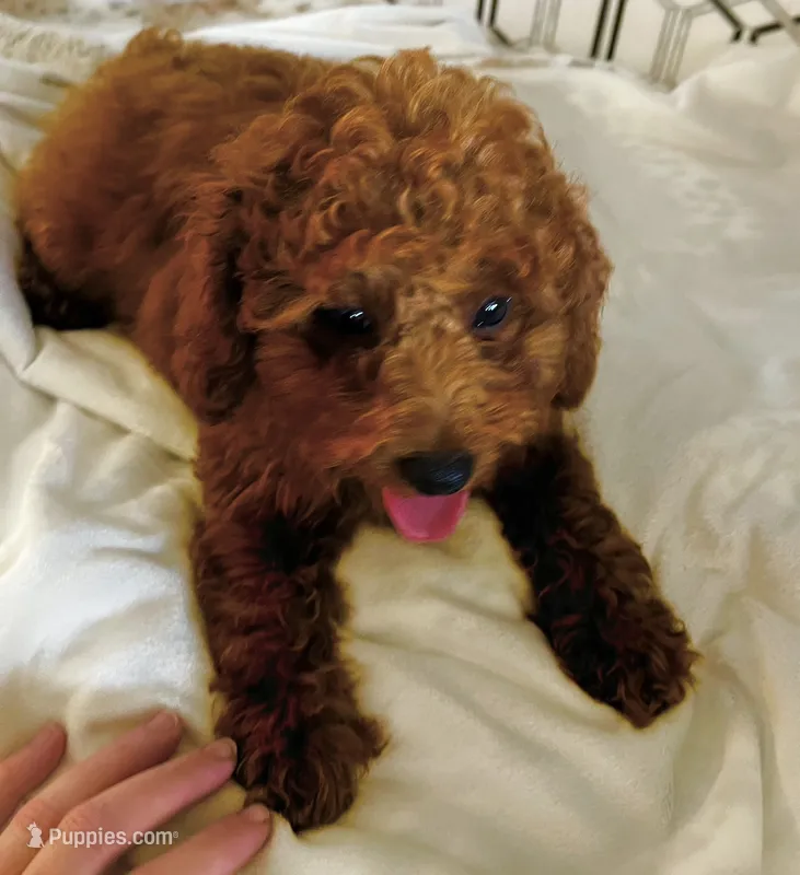 AKC CH Sage – Poodle - Toy , Poodle - Miniature  puppy for sale in Gilbert, AZ