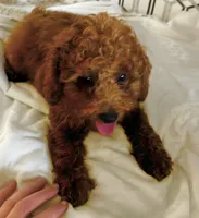AKC CH Sage, a male Poodle - Toy  and Poodle - Miniature  for sale in Gilbert, AZ – 1 of 8