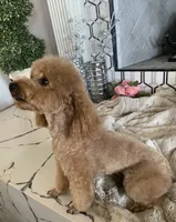 AKC CH Thunder Blaze, a male Poodle - Toy  for sale in Gilbert, AZ – 3 of 6