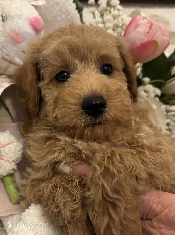 AKC CH Truffle – Poodle - Toy , Poodle - Miniature  puppy for sale in Gilbert, AZ