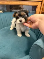 Tot, a male Biewer for sale in Grand Junction, CO – 3 of 4
