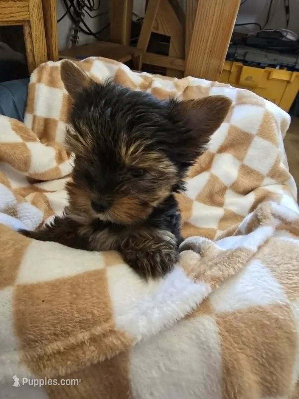 AKC Oliver – Yorkshire Terrier puppy for sale in Grand Junction, CO