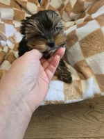 AKC Oliver, a male Yorkshire Terrier for sale in Grand Junction, CO – 2 of 6