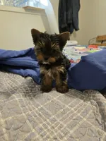 AKC Oliver, a male Yorkshire Terrier for sale in Grand Junction, CO – 3 of 6