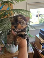 AKC Oliver, a male Yorkshire Terrier for sale in Grand Junction, CO – 4 of 6