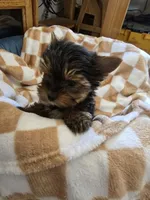 AKC Oliver, a male Yorkshire Terrier for sale in Grand Junction, CO – 5 of 6