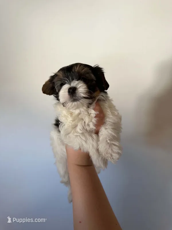 Tot – Biewer puppy on hold in Grand Junction, CO