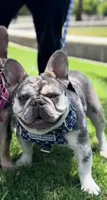 diamond , a female French Bulldog for sale in Riverside, CA – 3 of 3