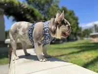 diamond , a female French Bulldog for sale in Riverside, CA – 2 of 3