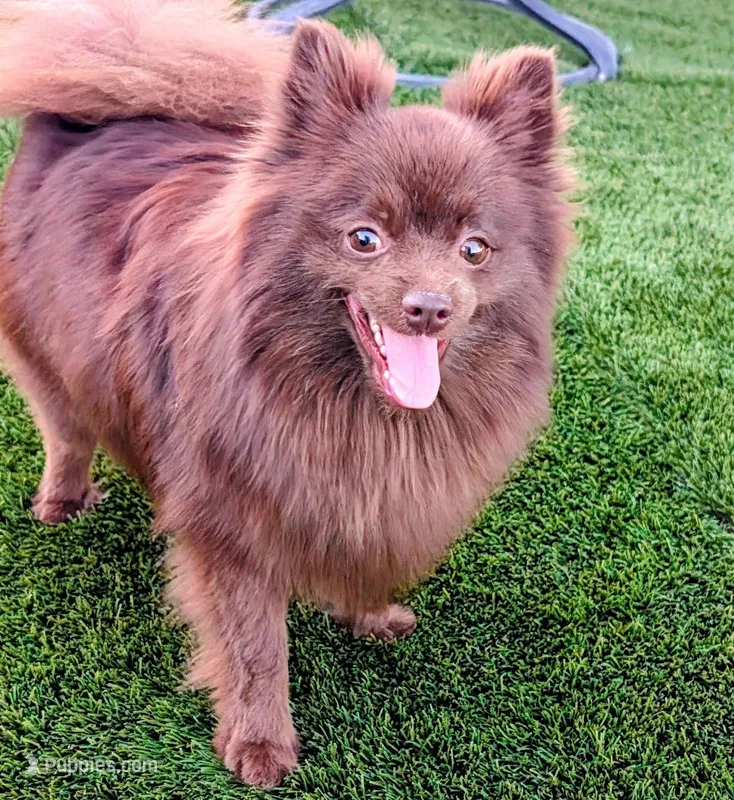 Chocolate – Pomeranian puppy for sale in Riverside, CA
